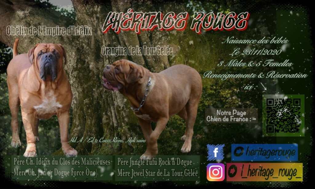 De L’héritage Rouge - Dogue de Bordeaux - Portée née le 23/11/2020